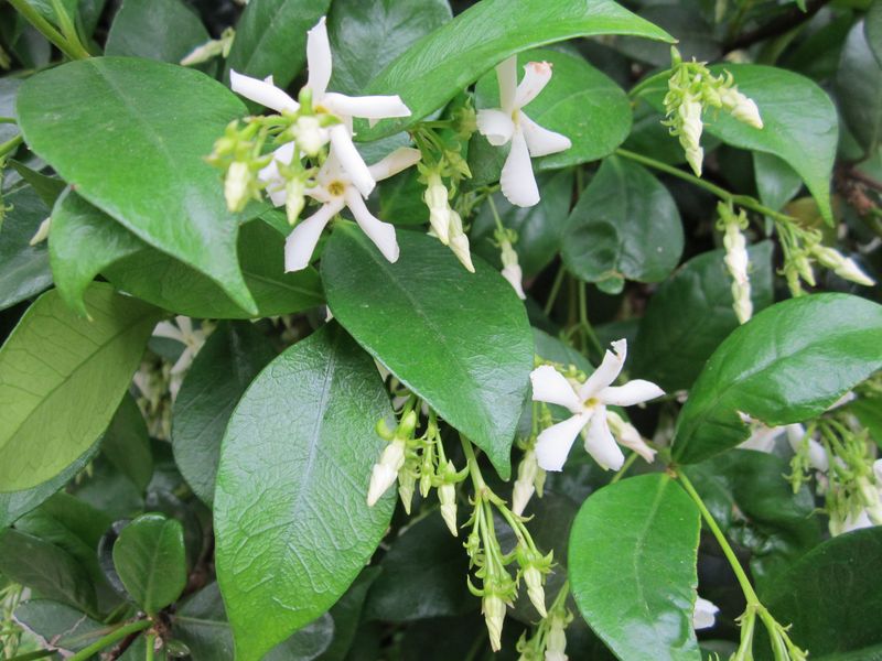 Confederate Jasmine Perfumes The Whole Porch