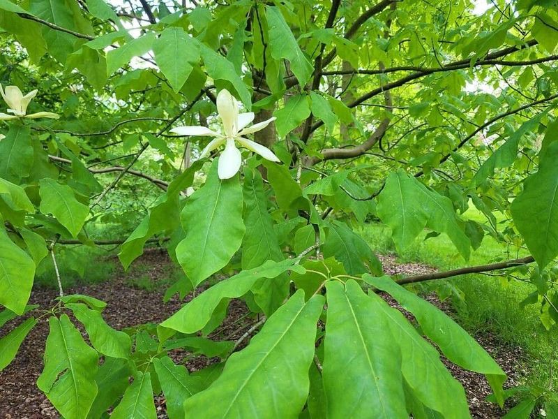 Fraser Magnolia Unfolds Enormous Native Leaves