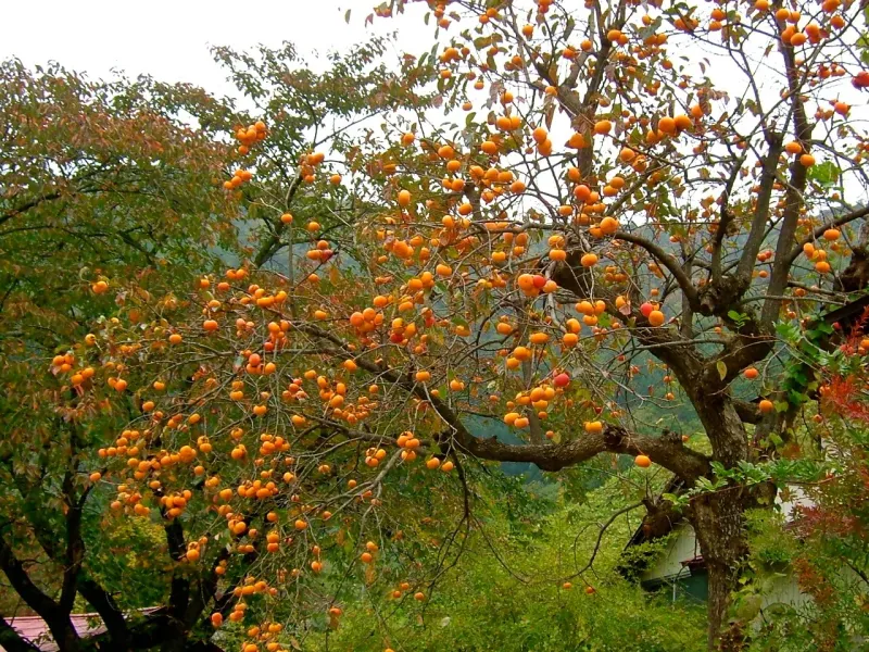 American Persimmon Offers Toughness and Fall Fruit
