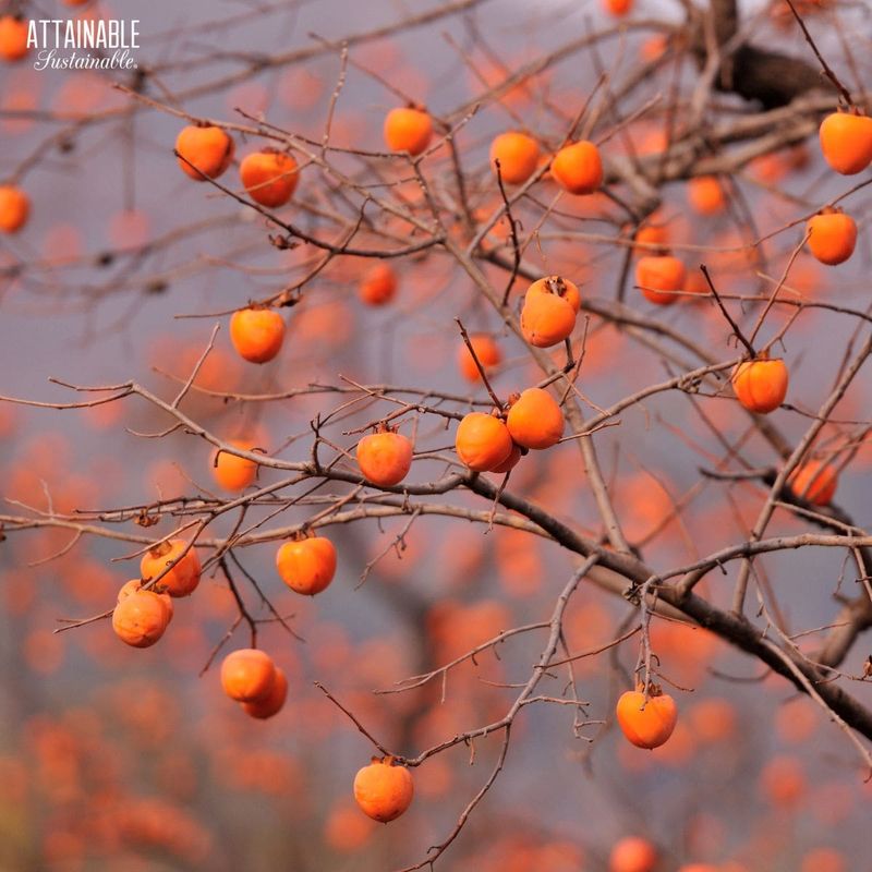 Common Persimmon