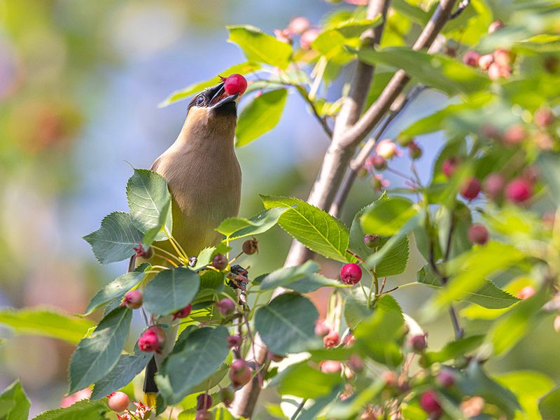 Serviceberry Is A Bird Feeder And A Breakfast Bar