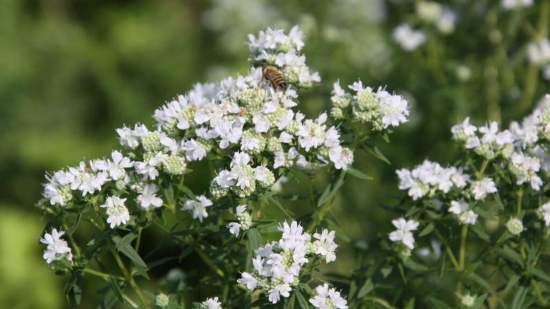 A Long Summer Bloom With Real Garden Value