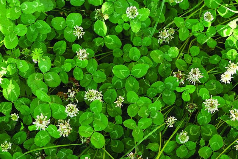 What White Clover Can—and Cannot—Do