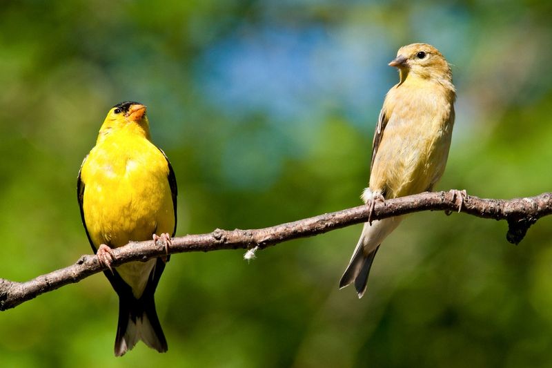 The Bird’s Changing Colors Tell Another Story