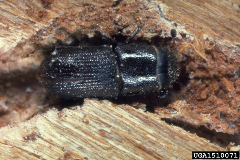 Other Holes Point to Other Pests