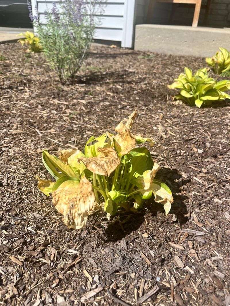 More Water Cannot Rescue A Wet Hosta