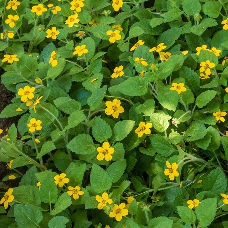 Green And Gold Brings Cheerful Color And Resilience