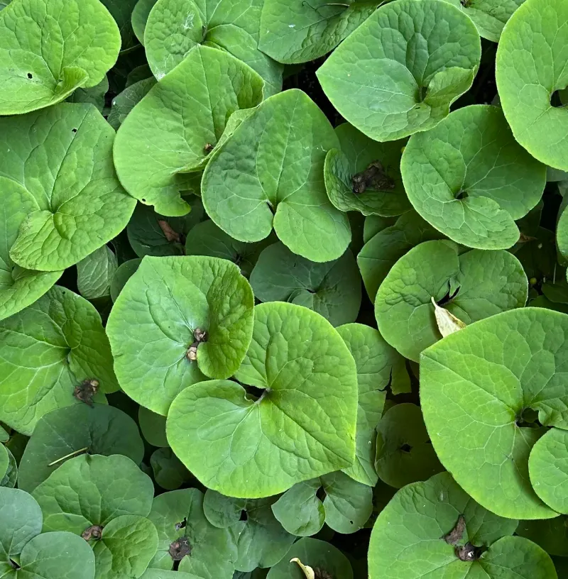 Wild Ginger Spreads A Leafy Carpet