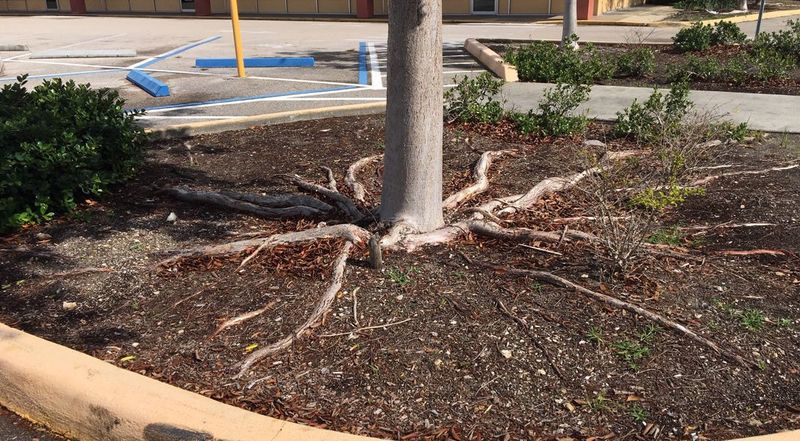 The Dripline Is Not the Root Boundary