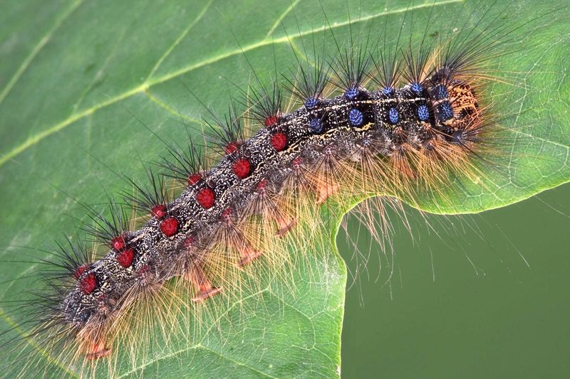 Learn the Moth’s Spring-to-Fall Pattern