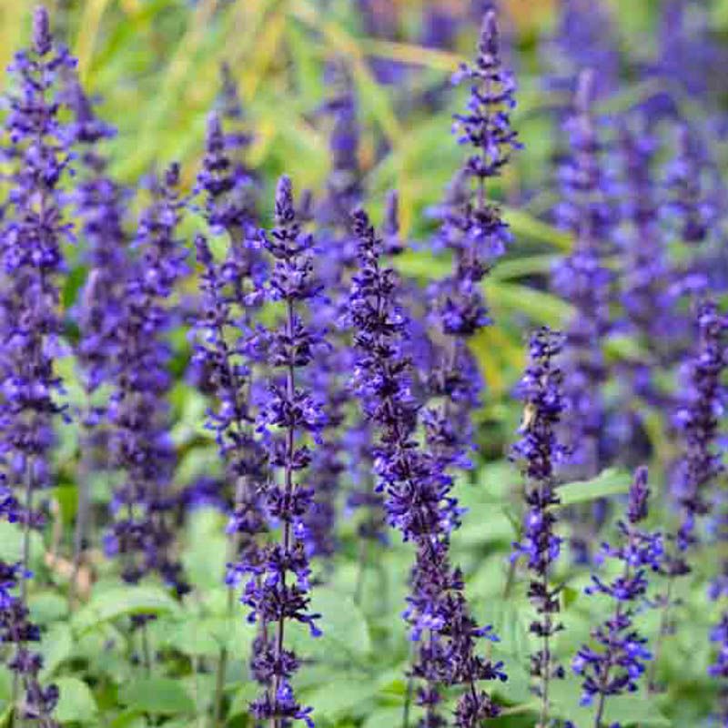 Mystic Spires Blue Salvia Defies Heat With Azure Spikes
