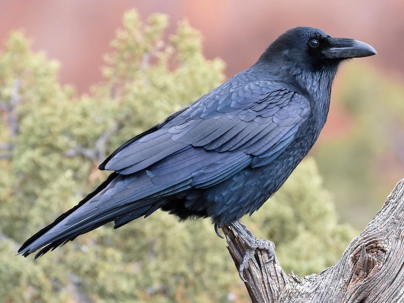 That Large Black Bird May Be a Raven