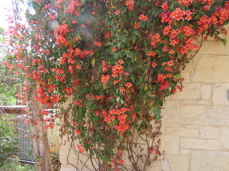 Check the Texas Site Before You Plant
