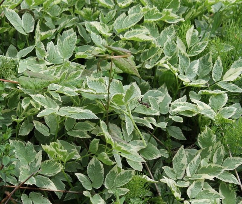 Goutweed Consumes Your Garden Bed