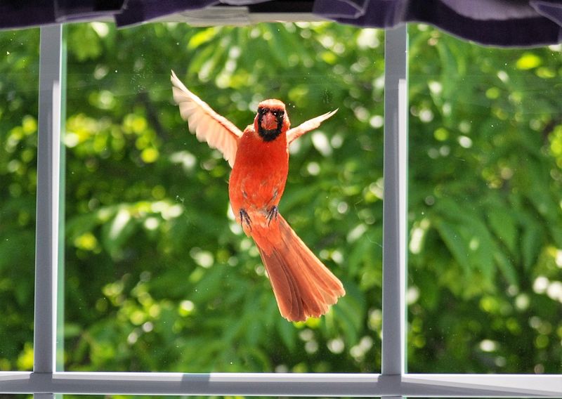 A Cardinal At The Window Usually Sees A Rival