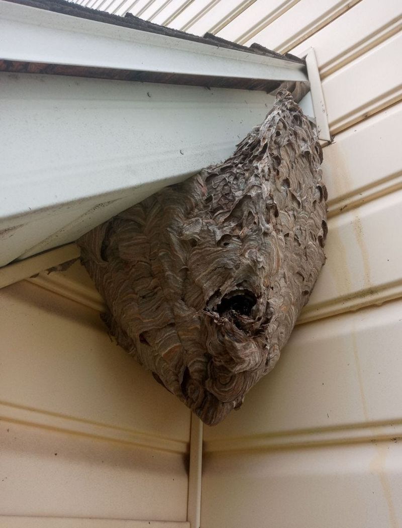A Nest Near People Changes The Decision