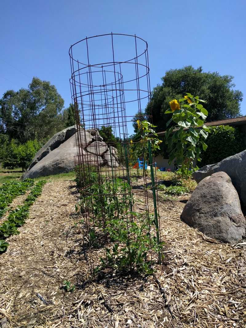 Staking And Caging Prevent Heartbreak Later On