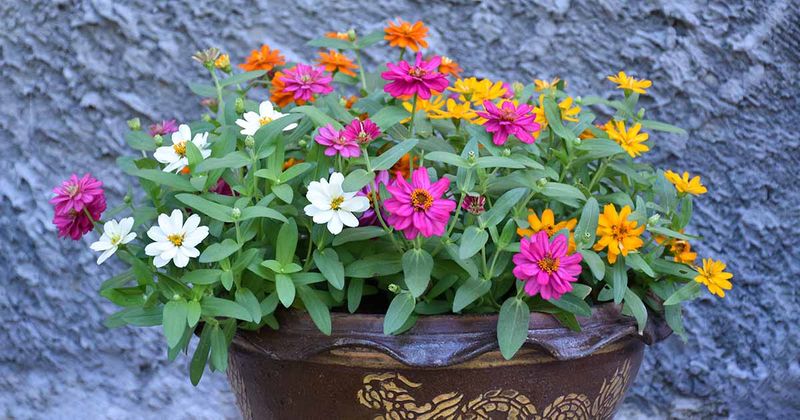 Zinnias Bring Joyful, Continuous Color