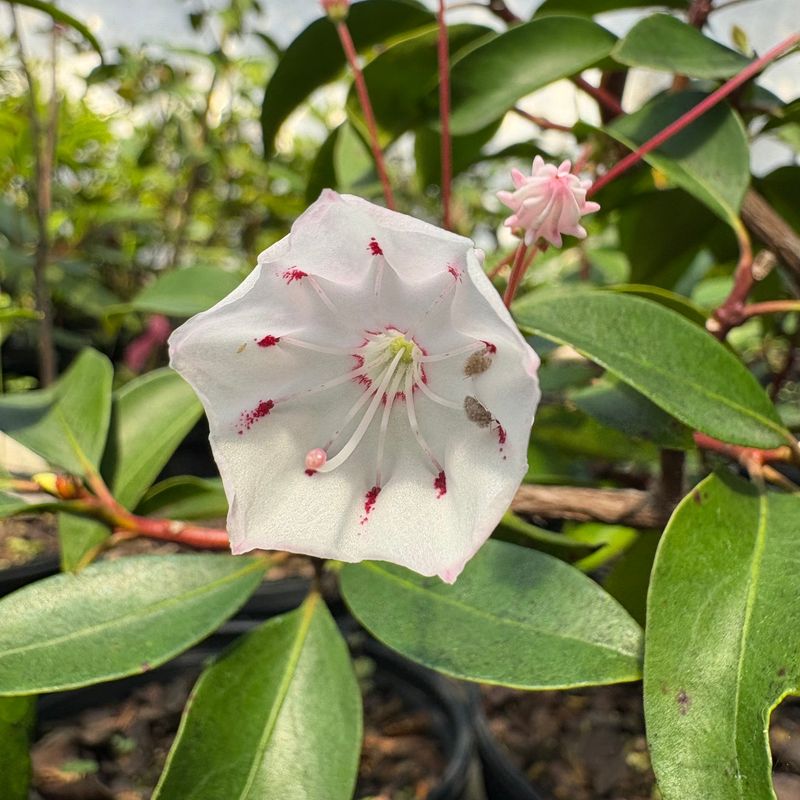 Choose Nursery-Propagated Plants For Home