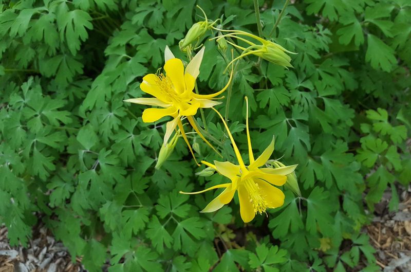 Texas Gold Columbine Lights Up Dark Corners