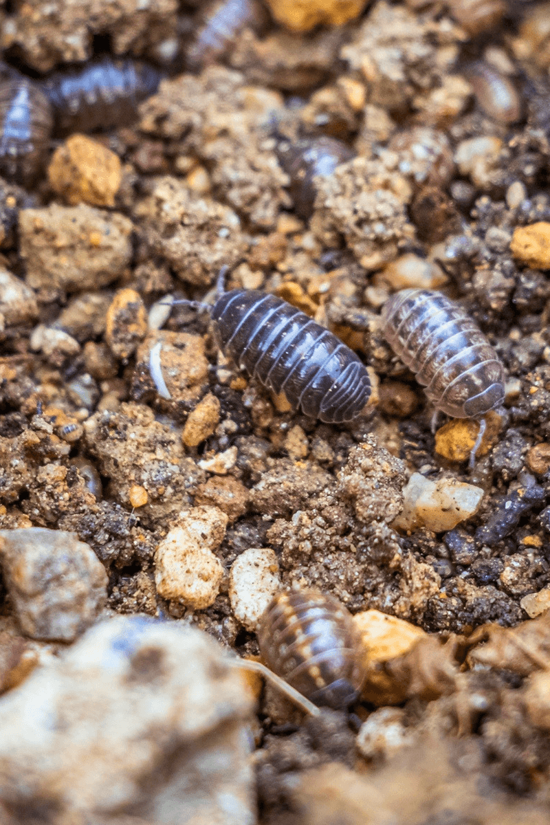 Leave Harmless Populations in Place