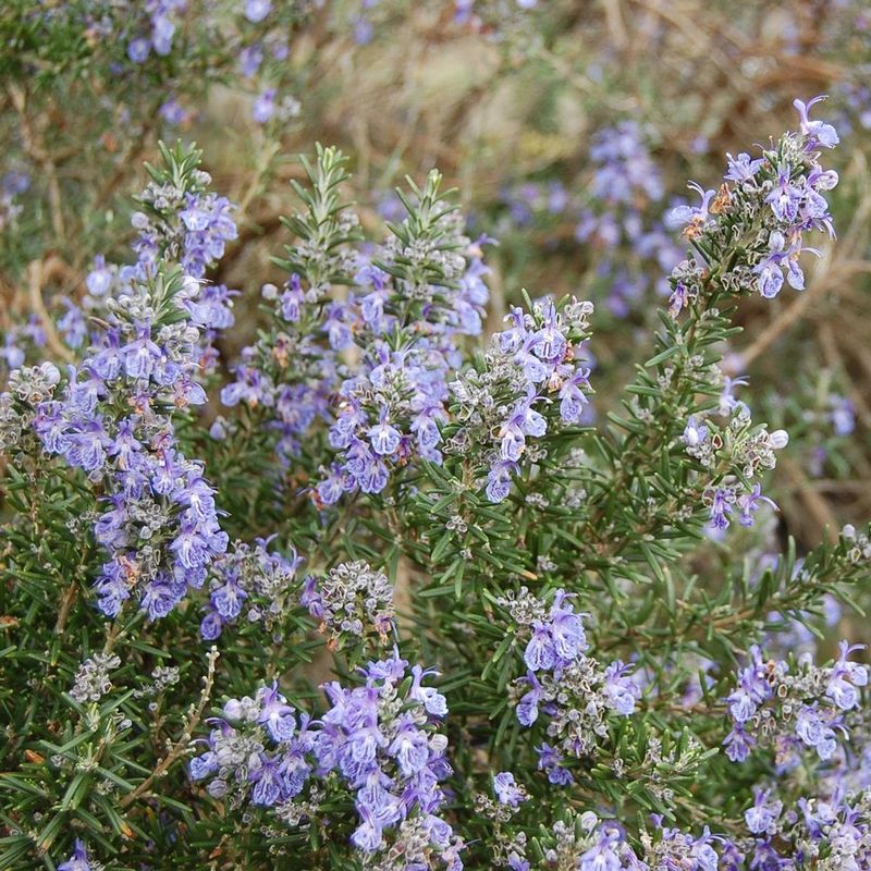 Rosemary
