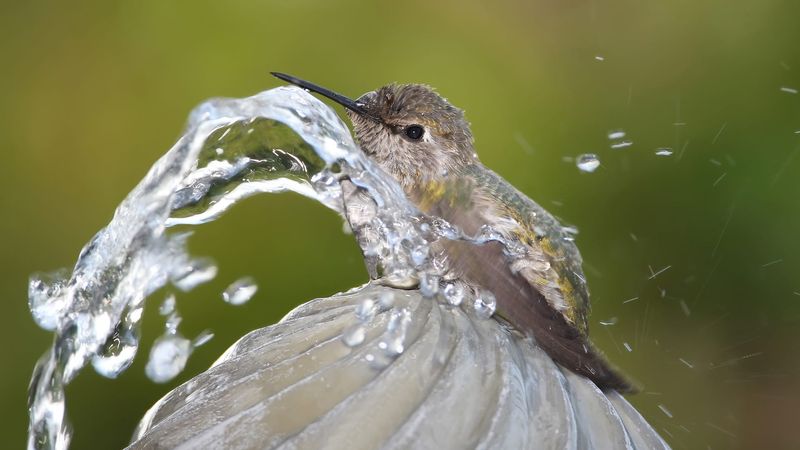 Water And Insects Complete The Food Web