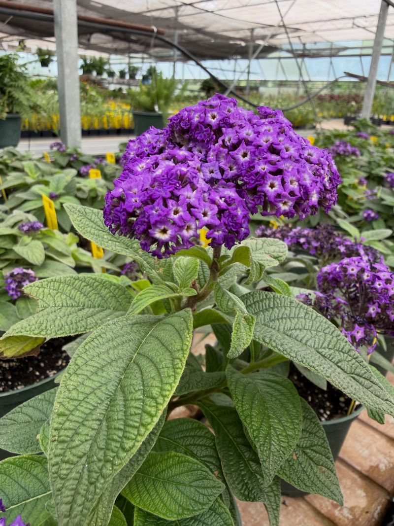 Climate And Cultivar Decide Whether It Returns