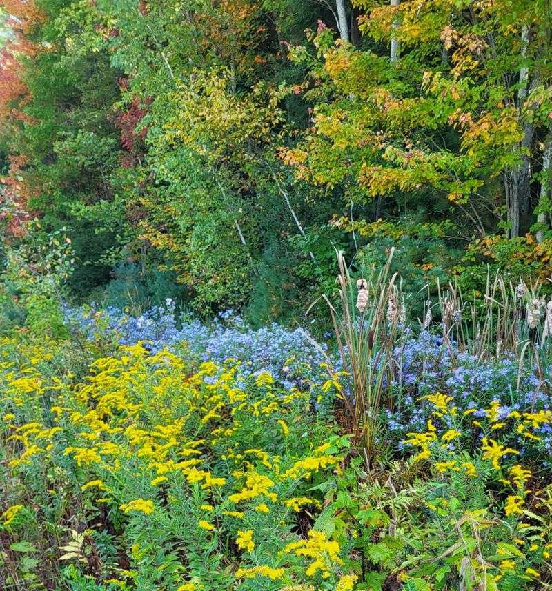 Use Four Native Plants to Build Insect Habitat
