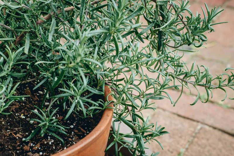 Grow Rosemary with Sun and Dry Roots