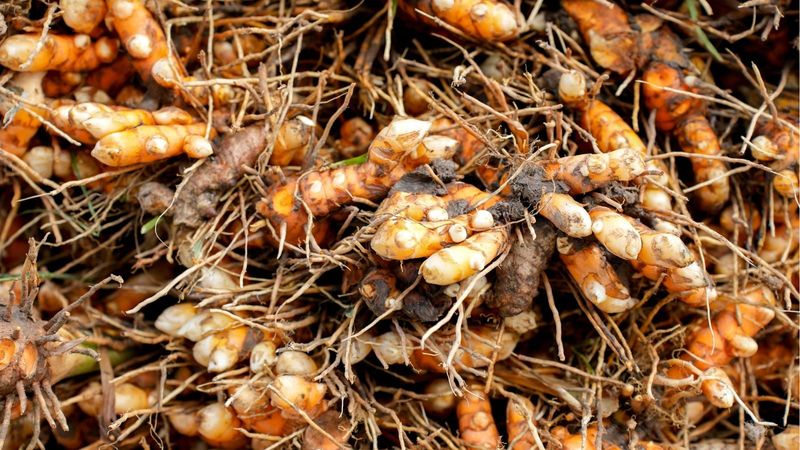 Use Modest Harvests Well