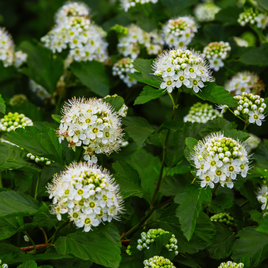 When Another Native Shrub Makes More Sense