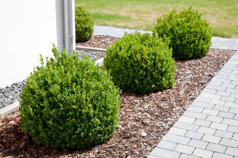 Manage Mulch, Drainage, And Moisture