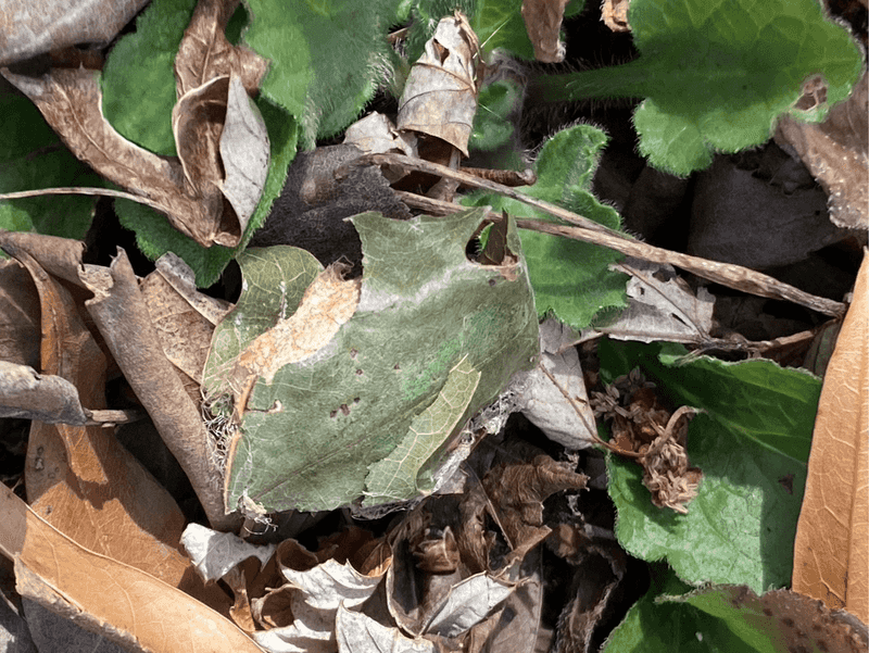Protect The Habitat Beneath The Canopy