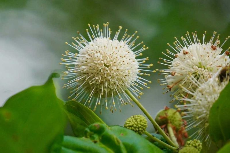 Give Its Natural Form Room To Grow