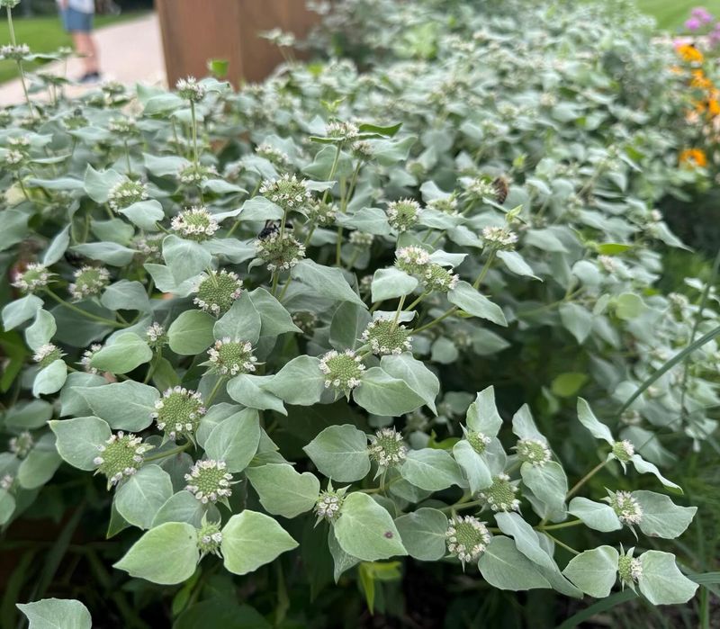 Match the Native Plant to the Region