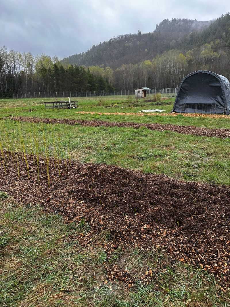 Water And Weed Control Build Survival