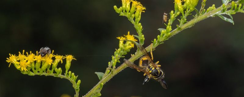 Maintain the Patch Without Harming Pollinators