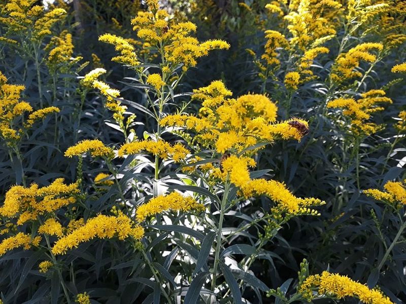 Spreading Depends On The Plant You Pick