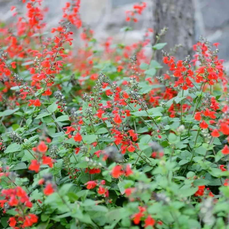 Use Reseeding To Shape The Planting