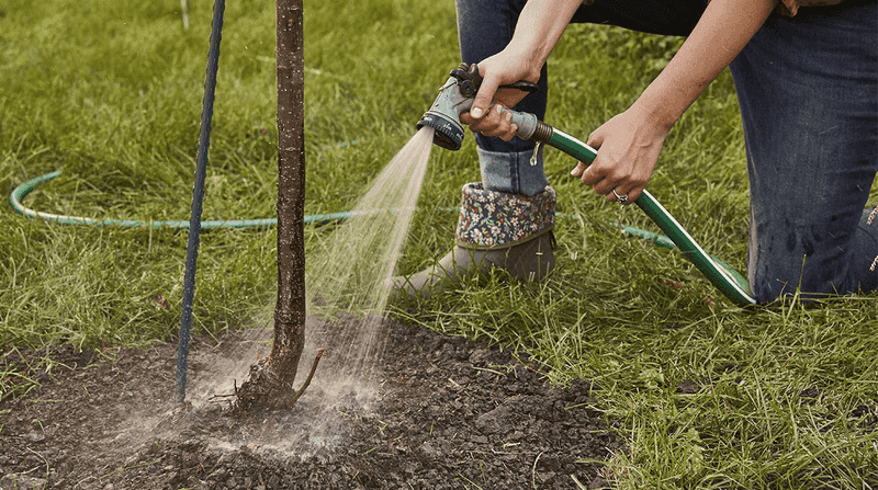 Watering Wisdom For A Deep Drink Of Roots