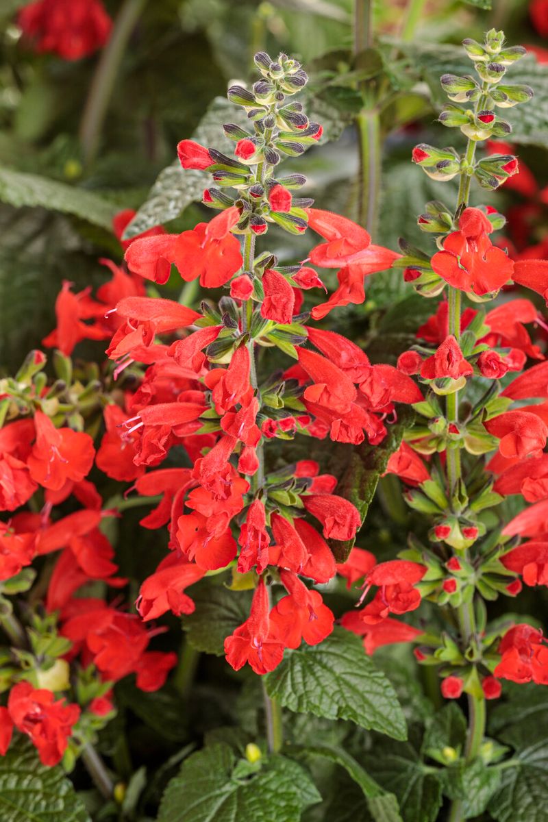 Introduce Scarlet Sage's Fiery Blooms