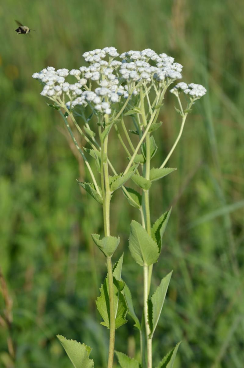 Wild Quinine Makes Hard Work Easy