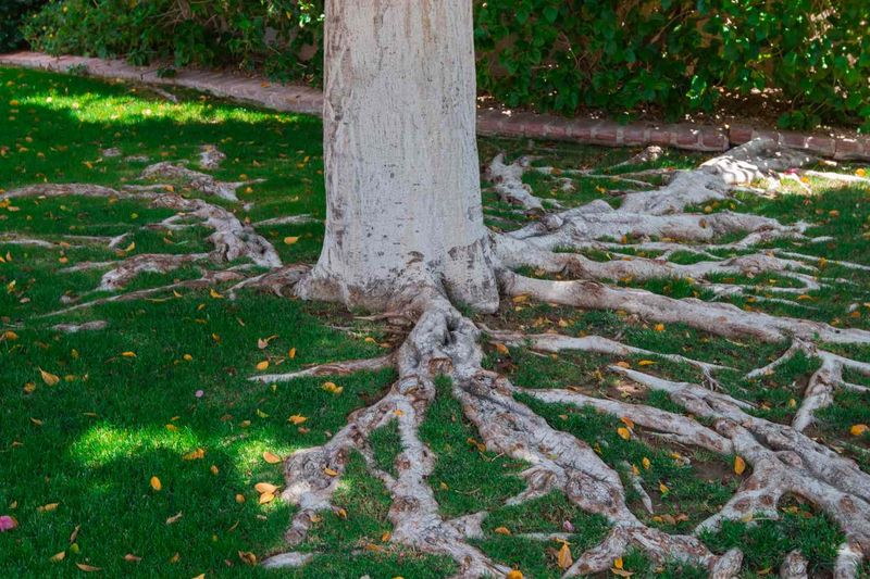 Leave Room for Roots and Weather