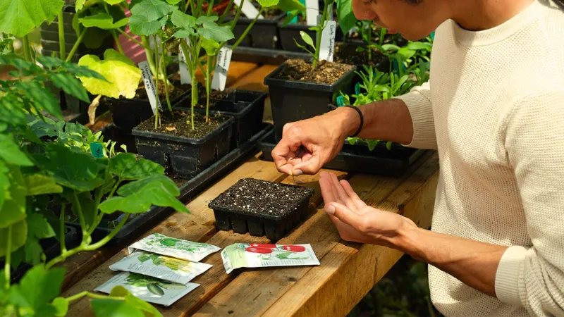 A Seed Offers Chances, Not a Guarantee