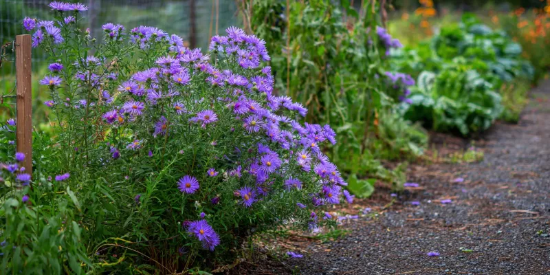 Giving Your Aster The Best Place To Grow