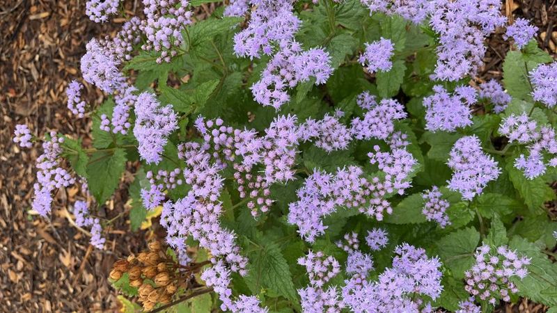 Blue Mistflower Thrives Where Others Sulk