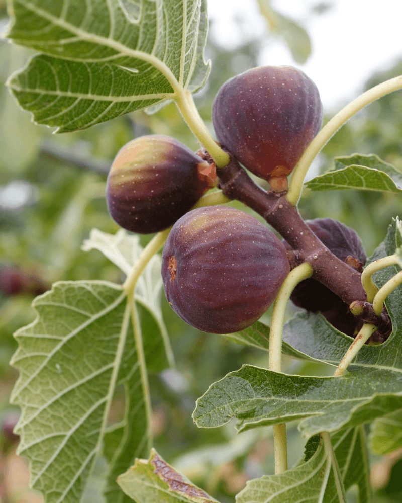 Figs Offer A Sweet Double Harvest