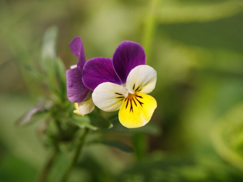 Violas And Johnny Jump-Ups Offer Months Of Delight