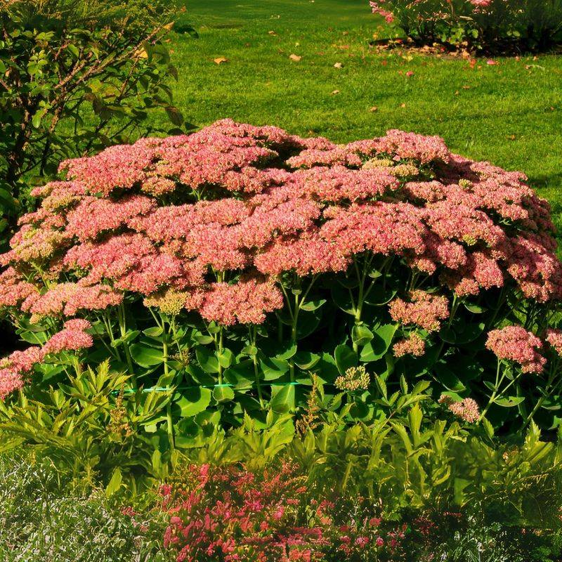 Sedum Offers Unbeatable Resilience